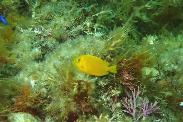 モンツキハギ幼魚