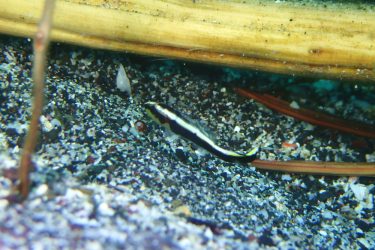 コロダイ幼魚