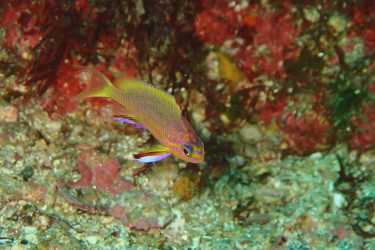 キシマハナダイ幼魚
