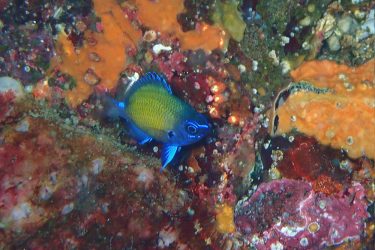 アマミスズメダイ幼魚