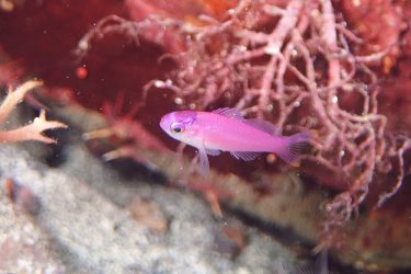 ハナゴイ幼魚