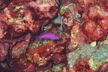ハナゴイ幼魚