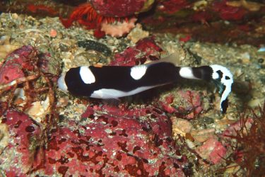 アジアコショウダイ幼魚