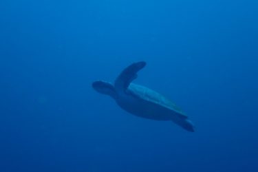 アオウミガメ