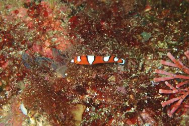 ツユベラ幼魚