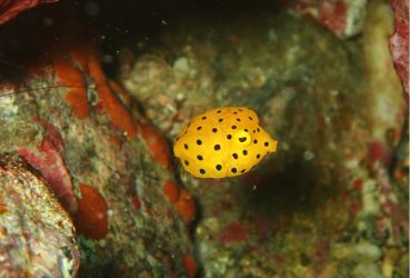 ミナミハコフグ幼魚