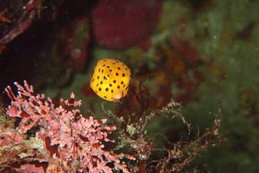 ミナミハコフグ幼魚