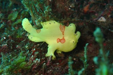 イロカエルアンコウ