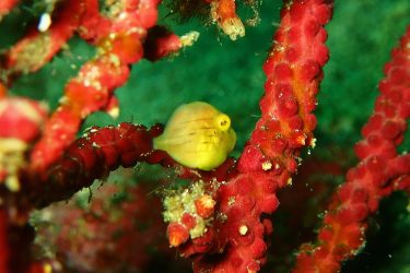 アオサハギ幼魚