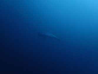 シュモクザメ