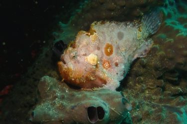 ベニカエルアンコウ