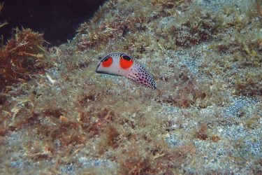 カンムリベラ幼魚
