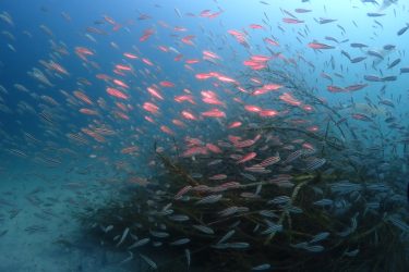 イサキ幼魚の群れ