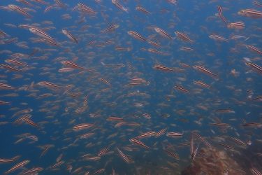 イサキ幼魚の群れ