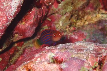 ニセモチノウオ幼魚