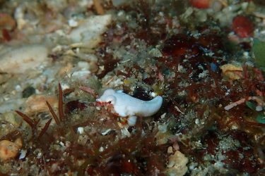ミヤケテグリ幼魚