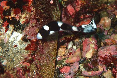 アジアコショウダイ幼魚