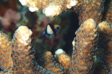フタスジリュウキュウスズメダイ幼魚