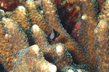 フタスジリュウキュウスズメダイ幼魚