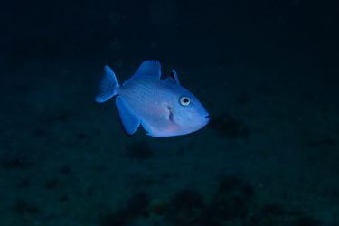 アカモンガラ