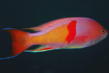 アカオビハナダイ