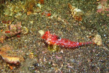 ミヤケテグリ幼魚