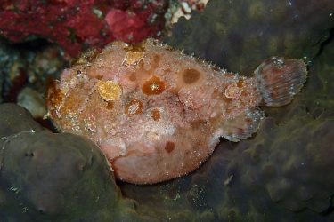 ベニカエルアンコウ