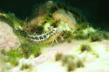 ニジギンポ幼魚