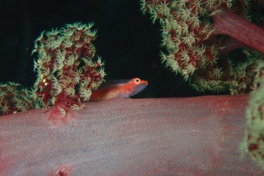 スケロクウミタケハゼ