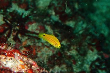 フタホシキツネベラ幼魚