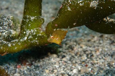 アミメハギ幼魚
