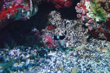 アジアコショウダイ幼魚