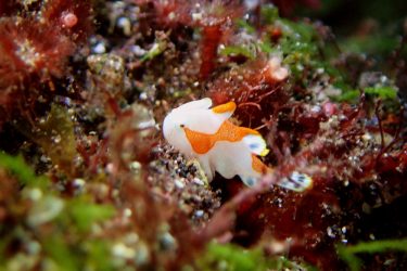 クマドリカエルアンコウ