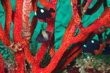 フタスジリュウキュウスズメダイ幼魚
