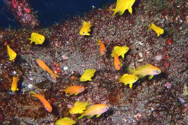 キンギョハナダイ幼魚、コガネスズメダイ幼魚