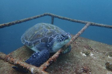 アオウミガメ