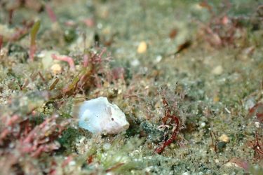 サツマカサゴ幼魚