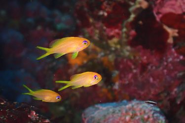 キンギョハナダイ