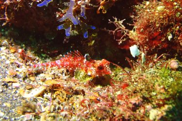 ミヤケテグリ幼魚