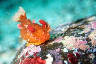 ベッコウヒカリウミウシ