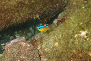 ミヤコキセンスズメダイ幼魚