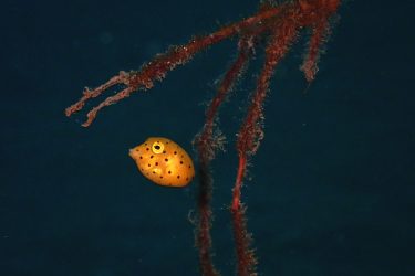 ミナミハコフグ幼魚