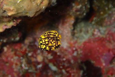 マツカサウオ幼魚