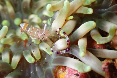 アカホシカクレエビ