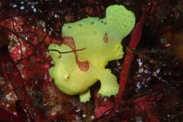 イロカエルアンコウ