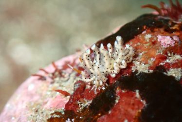 スベスベジョオウミノウミウシ