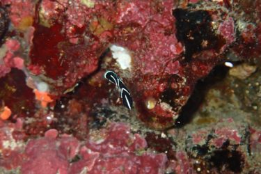 サザナミヤッコ幼魚