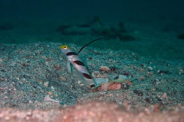 ヒレナガネジリンボウ