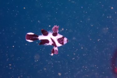 マダラタルミ幼魚