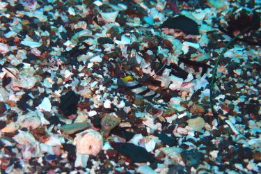 ヒレナガネジリンボウ幼魚